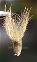   Cypsela with pappus